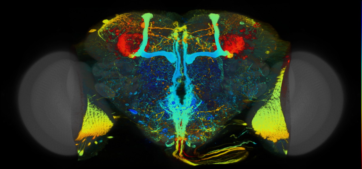P{VT016647-GAL4} expression pattern