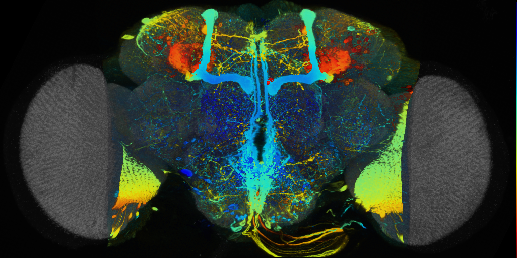 P{VT016647-GAL4} expression pattern