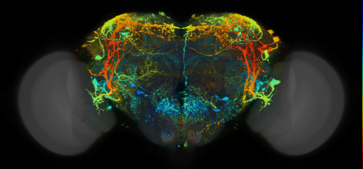 P{VT016648-GAL4} expression pattern
