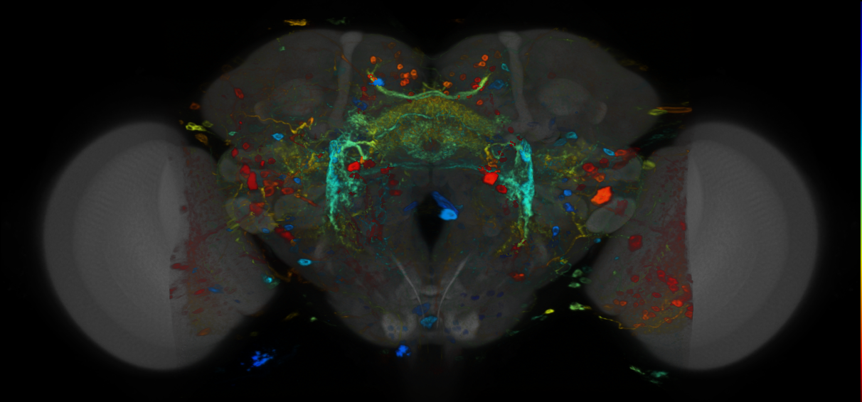P{VT016795-GAL4} expression pattern