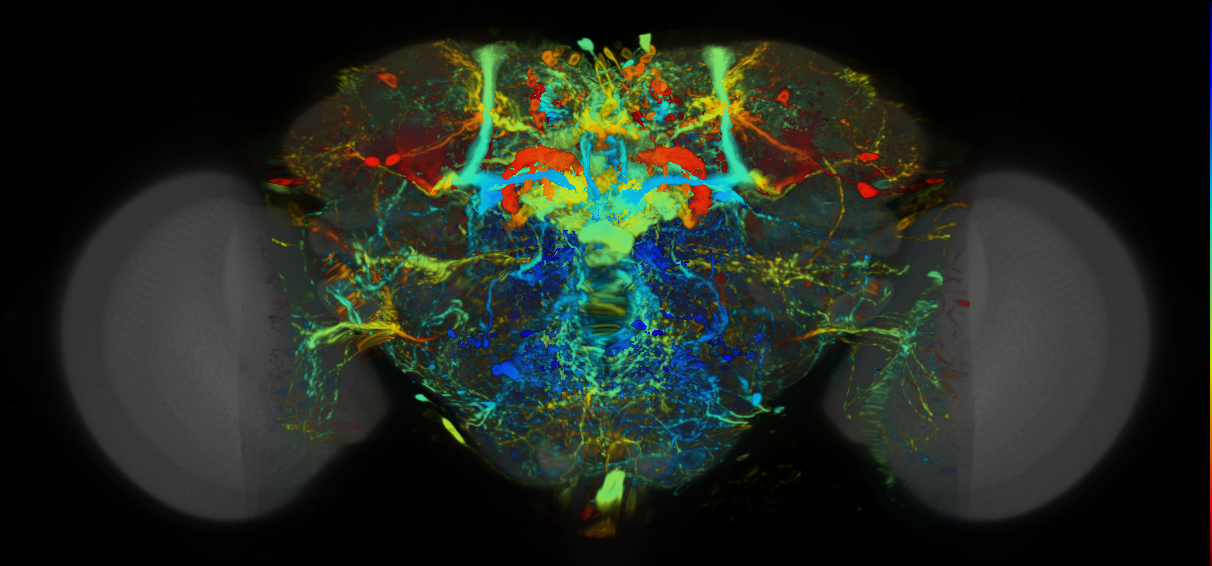 P{VT016796-GAL4} expression pattern