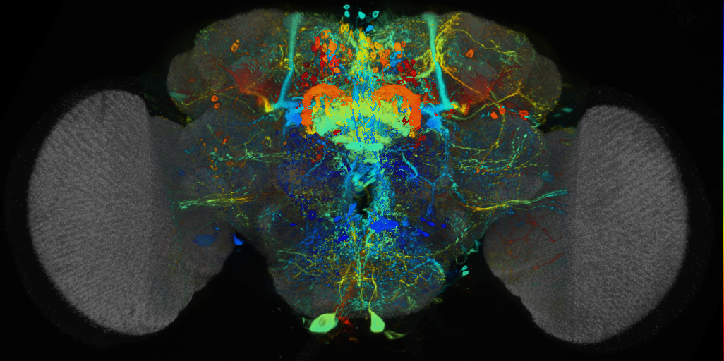 P{VT016796-GAL4} expression pattern