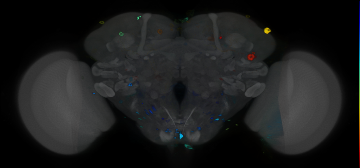 P{VT016836-GAL4} expression pattern