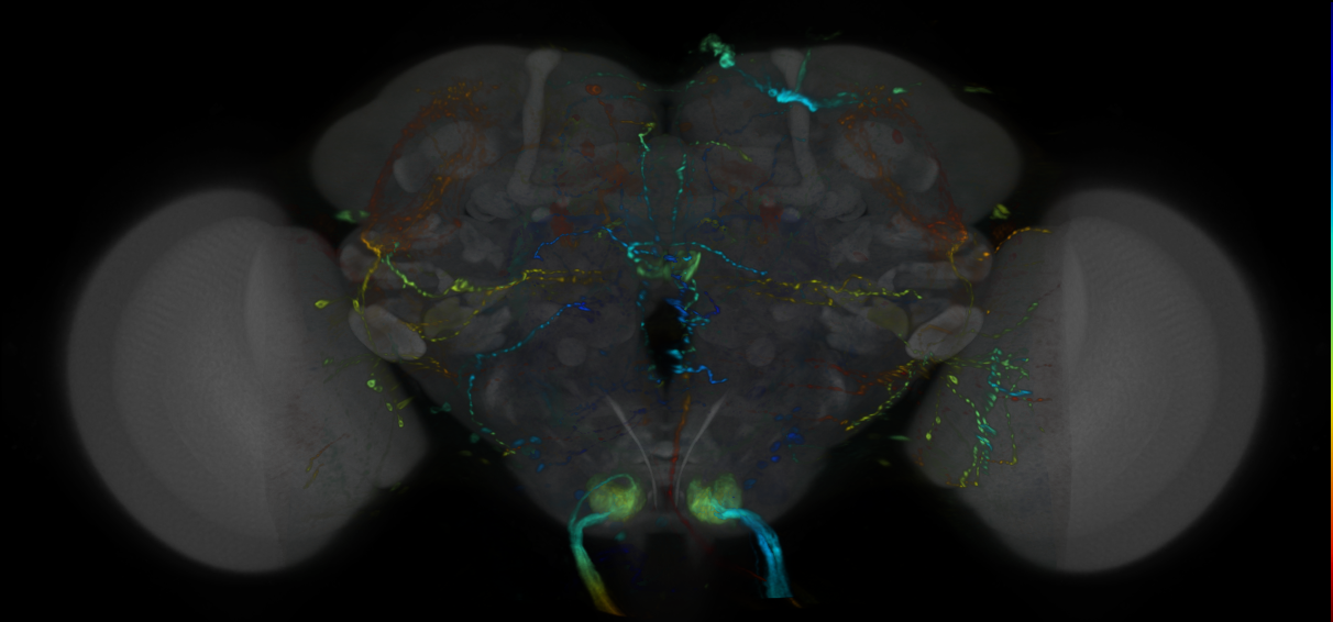 P{VT016963-GAL4} expression pattern