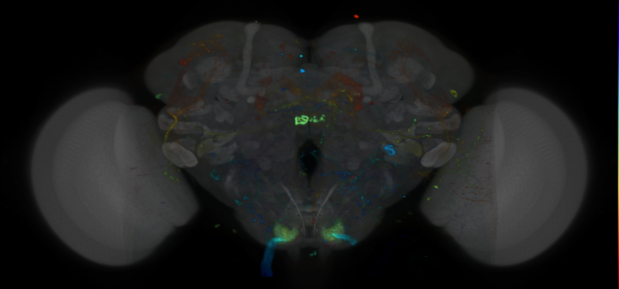 P{VT016963-GAL4} expression pattern