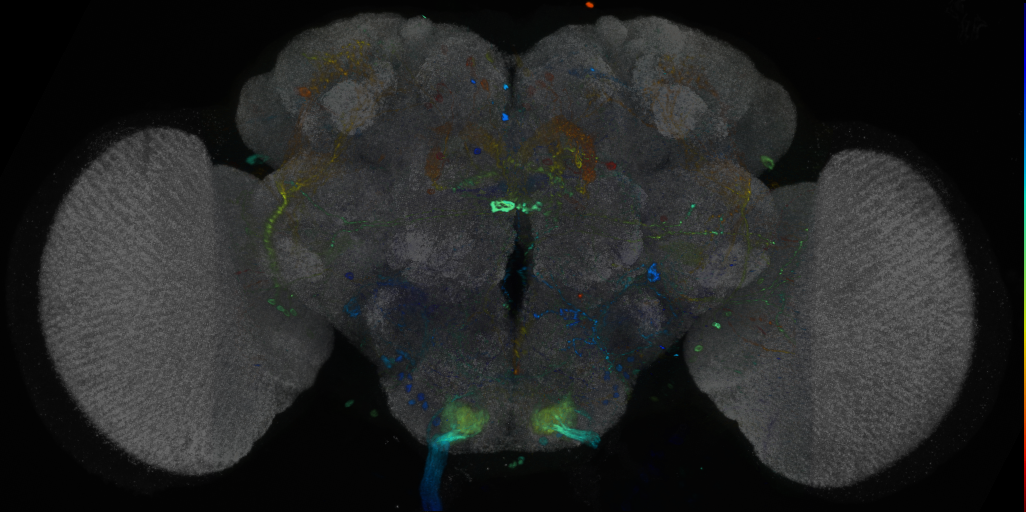 P{VT016963-GAL4} expression pattern