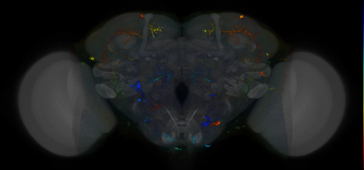 P{VT016966-GAL4} expression pattern