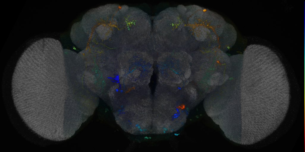 P{VT016966-GAL4} expression pattern