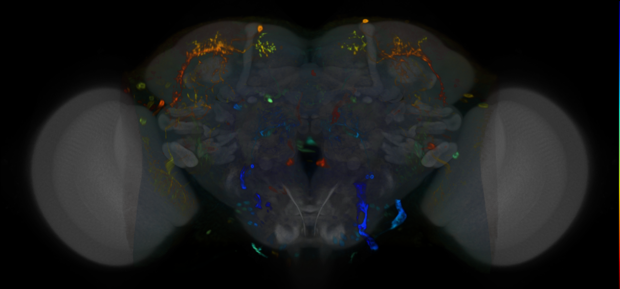 P{VT016966-GAL4} expression pattern