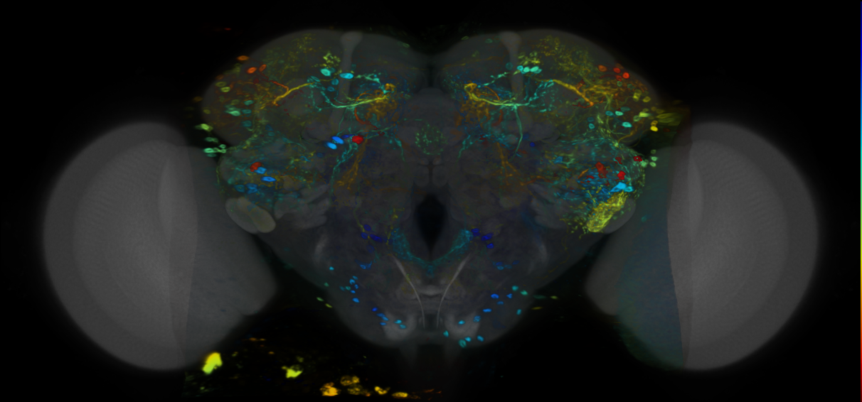 P{VT016971-GAL4} expression pattern