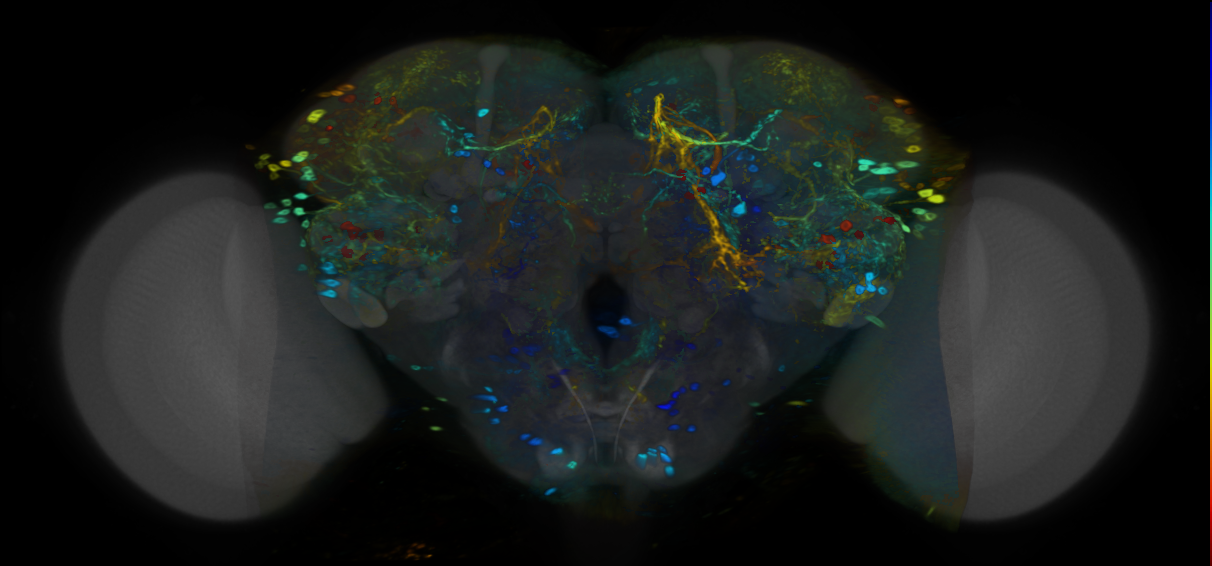 P{VT016971-GAL4} expression pattern