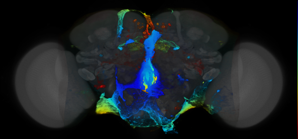 P{VT016998-GAL4} expression pattern