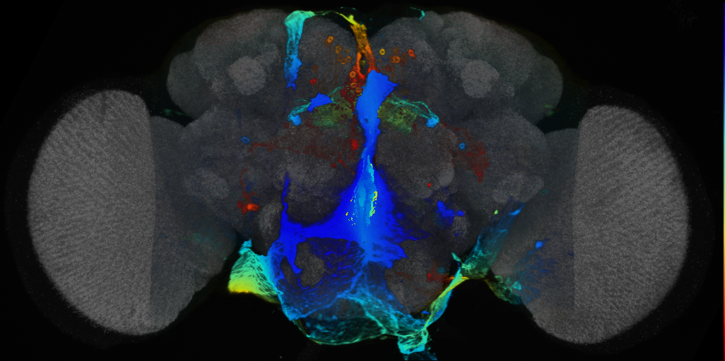 P{VT016998-GAL4} expression pattern