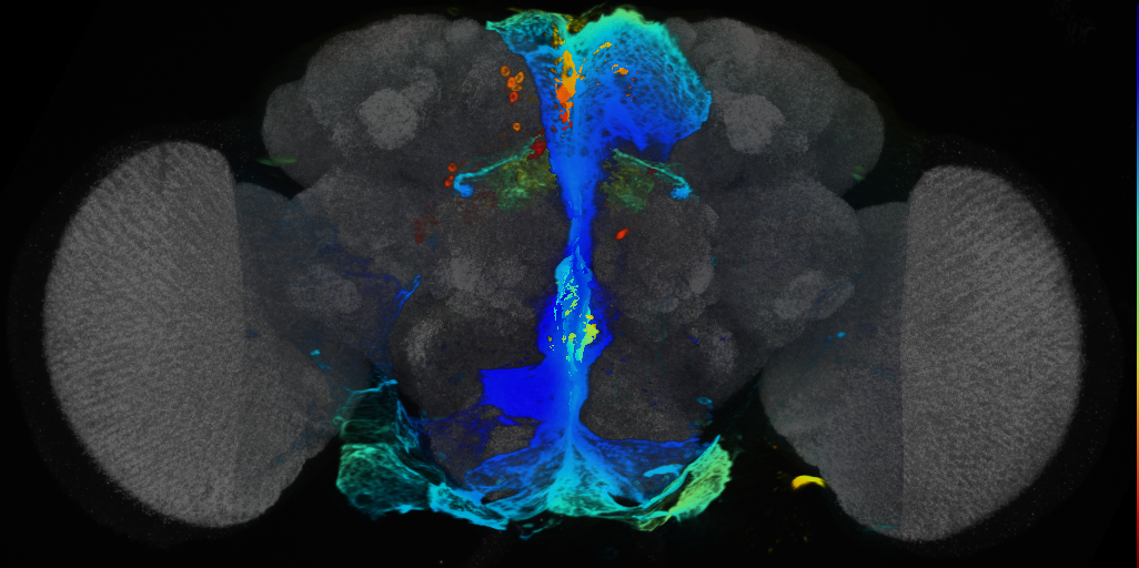 P{VT016998-GAL4} expression pattern