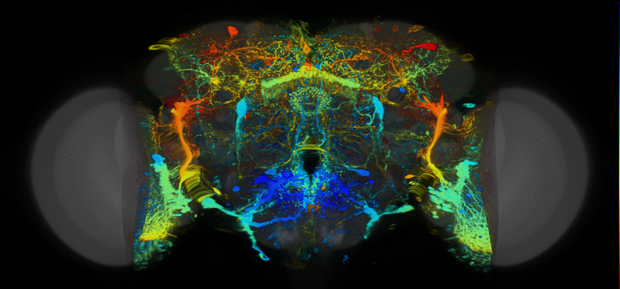 P{VT017001-GAL4} expression pattern