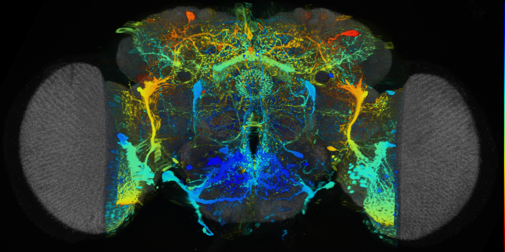 P{VT017001-GAL4} expression pattern