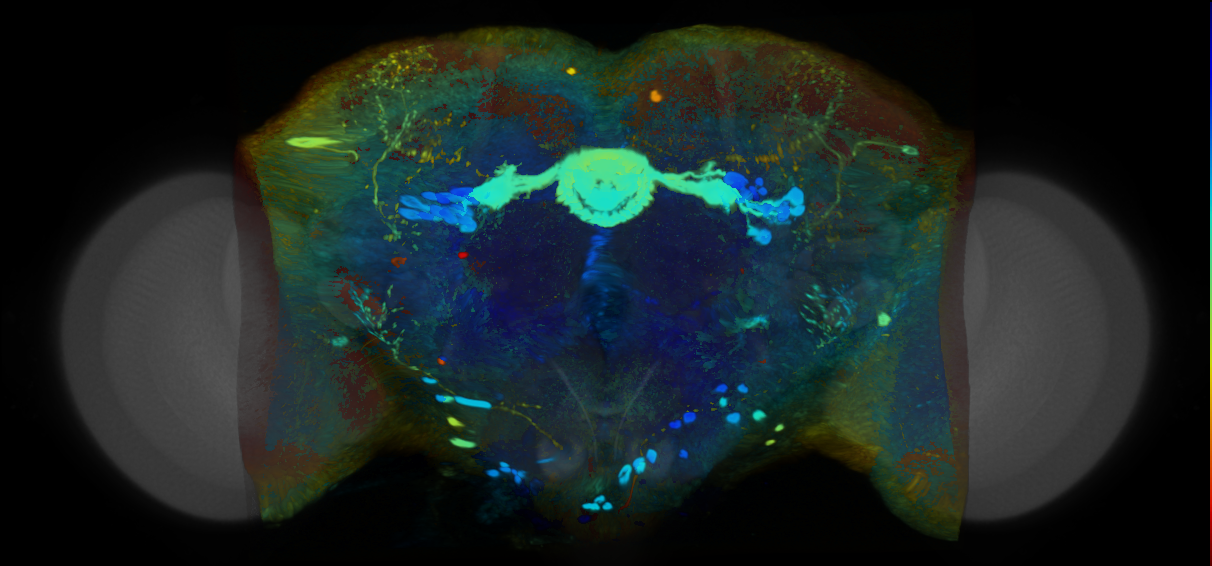 P{VT017007-GAL4} expression pattern