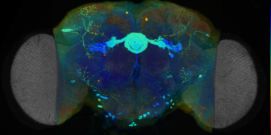 P{VT017007-GAL4} expression pattern