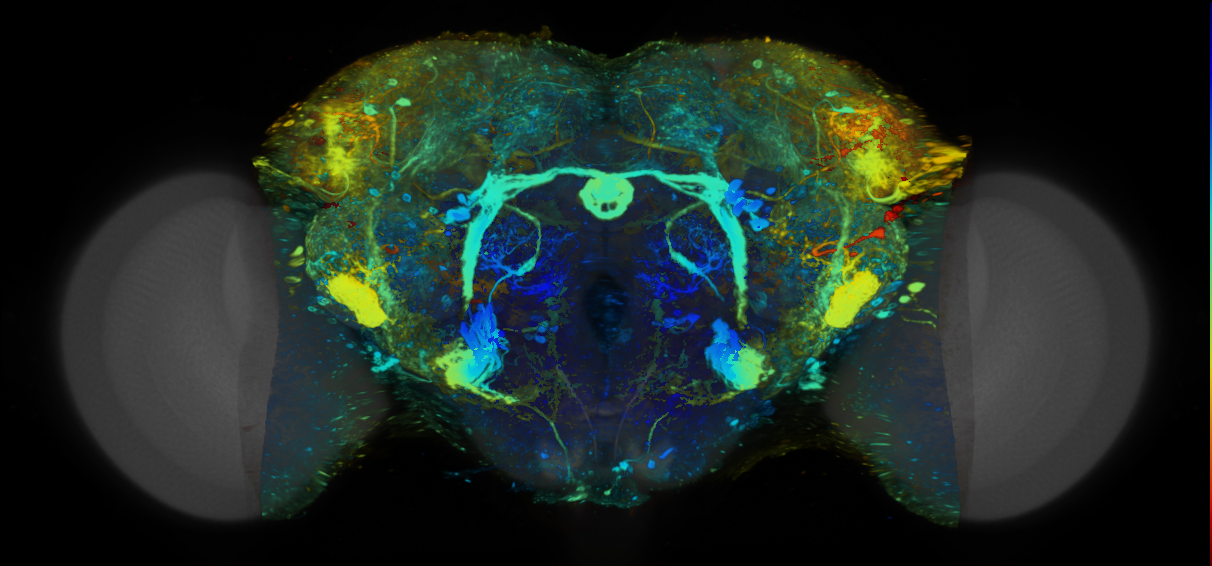P{VT017010-GAL4} expression pattern