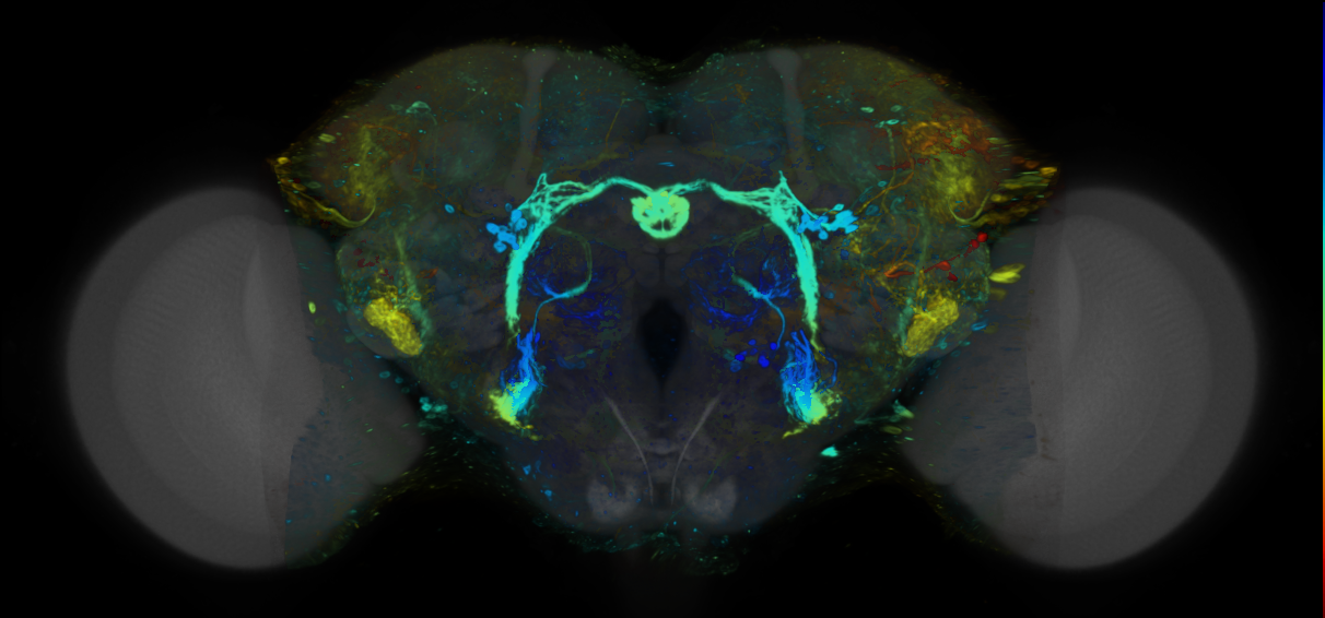 P{VT017010-GAL4} expression pattern
