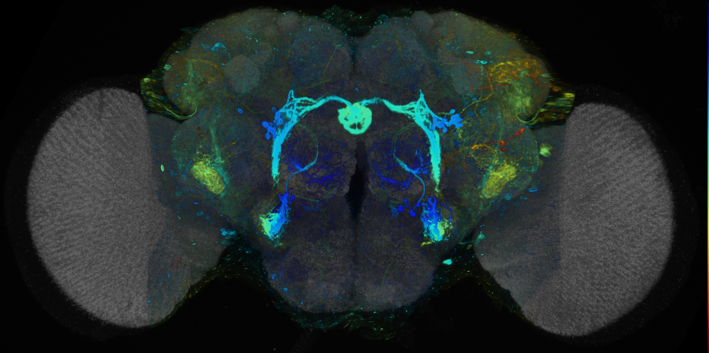 P{VT017010-GAL4} expression pattern