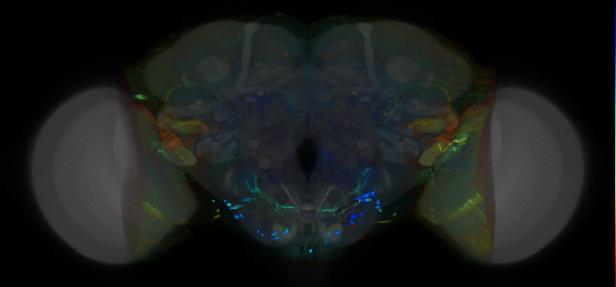 P{VT017013-GAL4} expression pattern