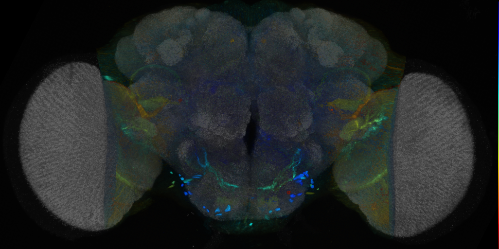 P{VT017013-GAL4} expression pattern