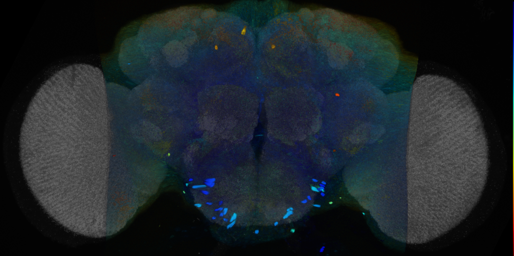 P{VT017017-GAL4} expression pattern