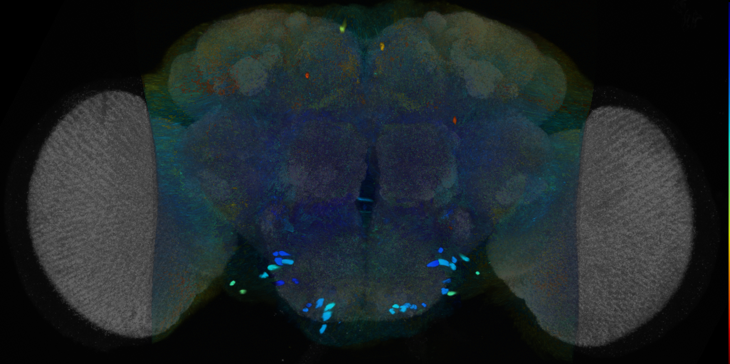 P{VT017017-GAL4} expression pattern