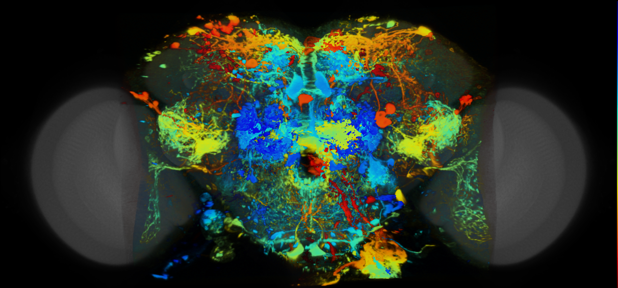 P{VT017123-GAL4} expression pattern