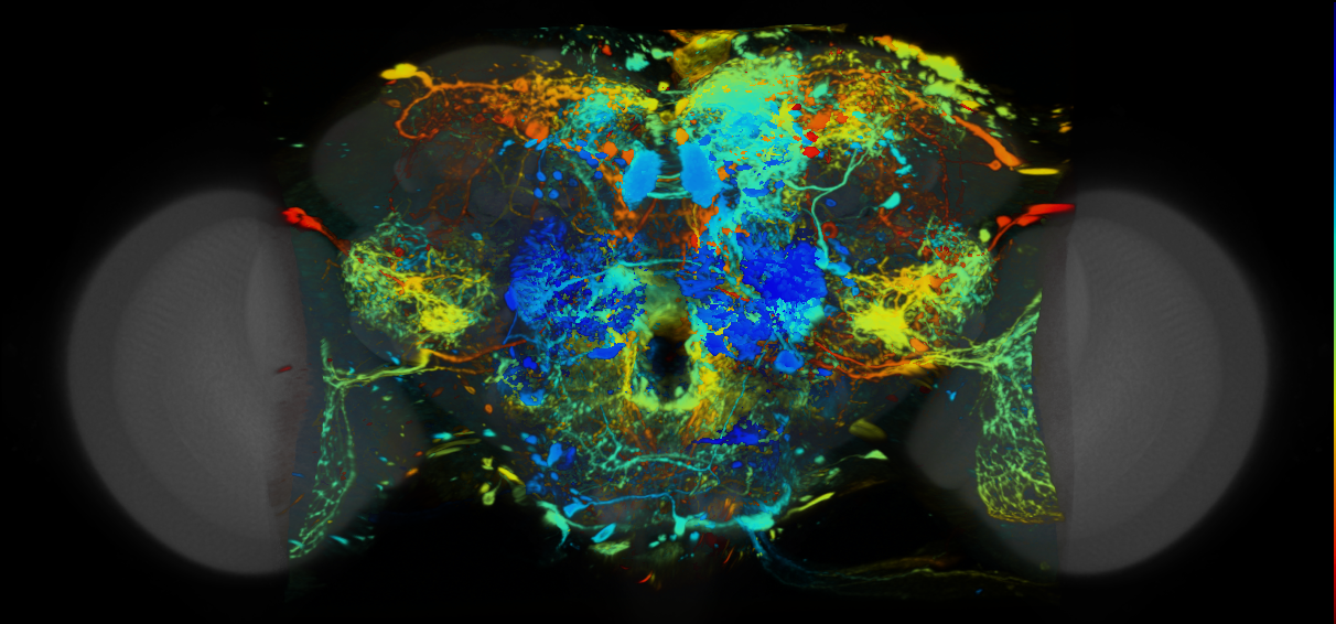 P{VT017123-GAL4} expression pattern