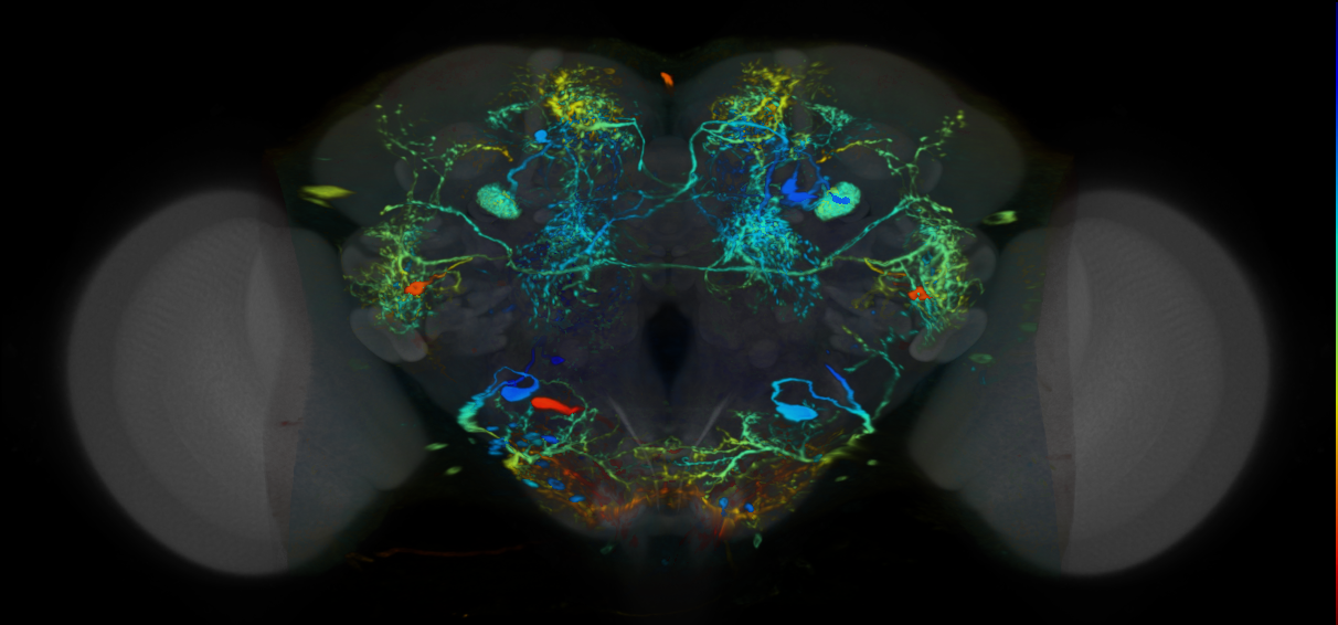 P{VT017191-GAL4} expression pattern