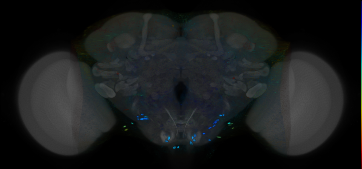 P{VT017196-GAL4} expression pattern