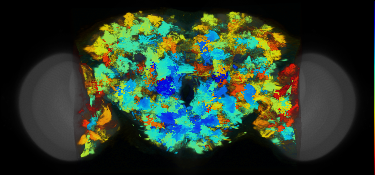 P{VT017204-GAL4} expression pattern