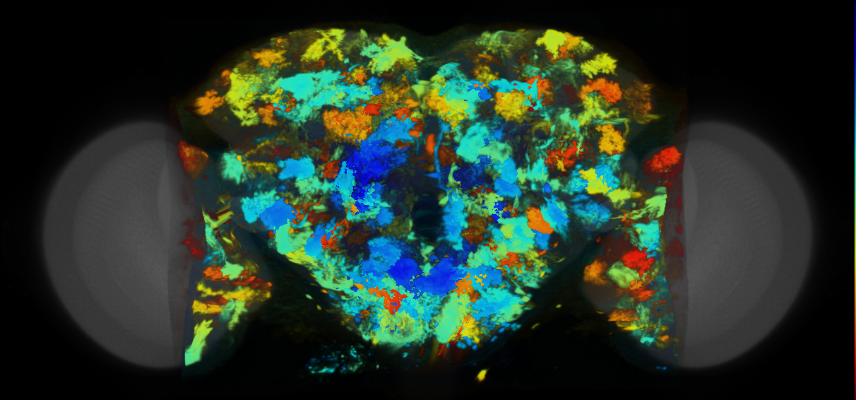 P{VT017204-GAL4} expression pattern