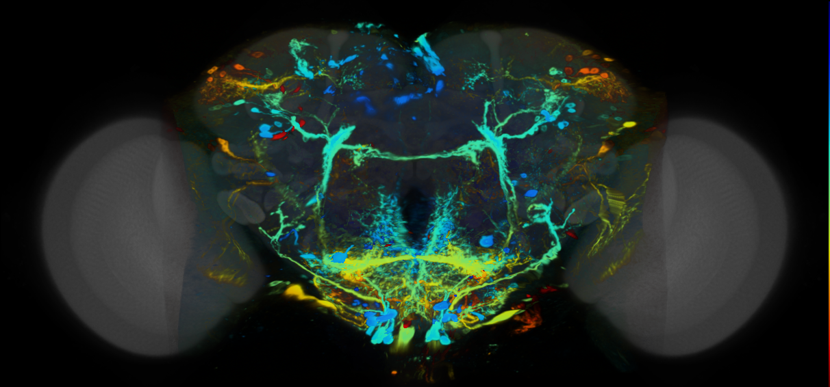 P{VT017240-GAL4} expression pattern