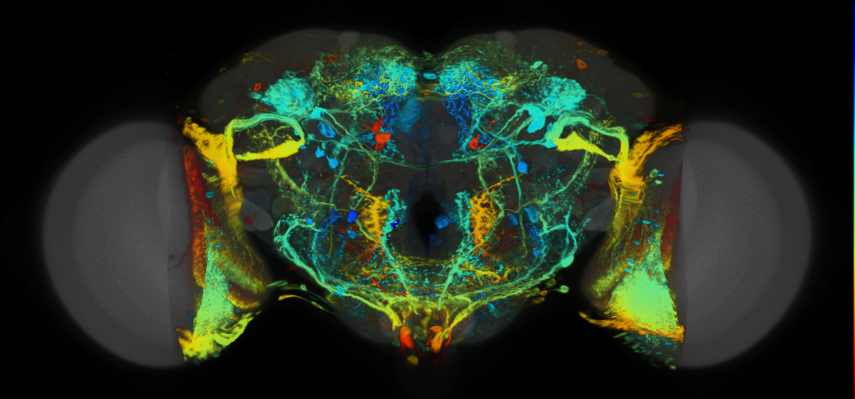 P{VT017241-GAL4} expression pattern