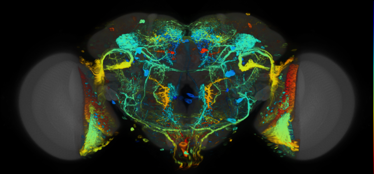 P{VT017241-GAL4} expression pattern