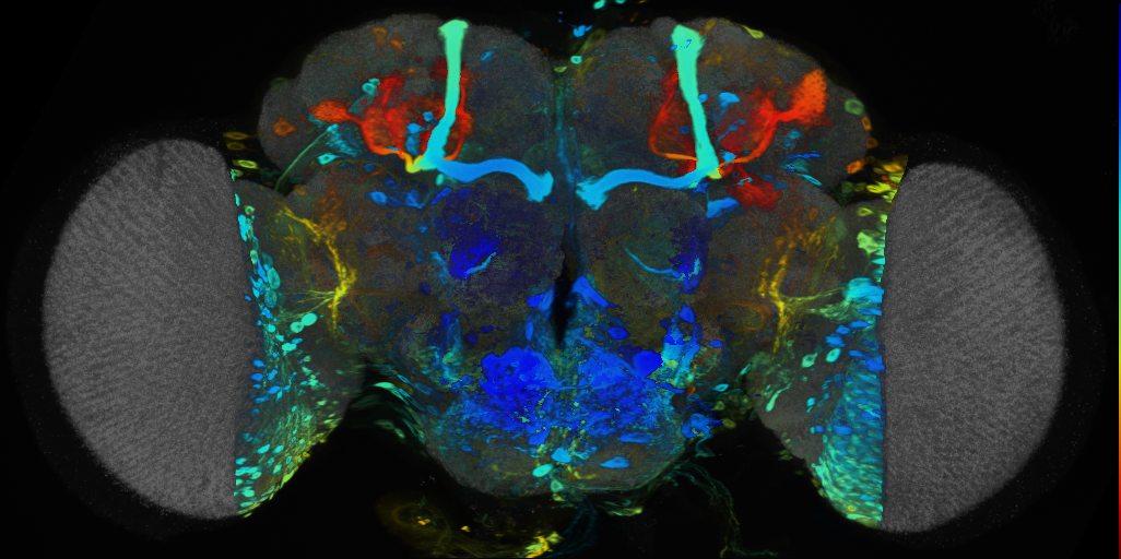 P{VT017241-GAL4} expression pattern