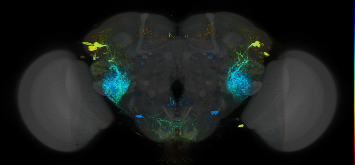 P{VT017251-GAL4} expression pattern