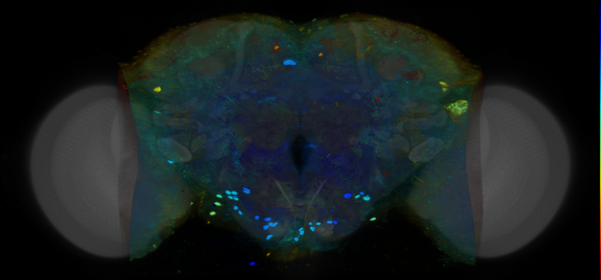 P{VT017252-GAL4} expression pattern