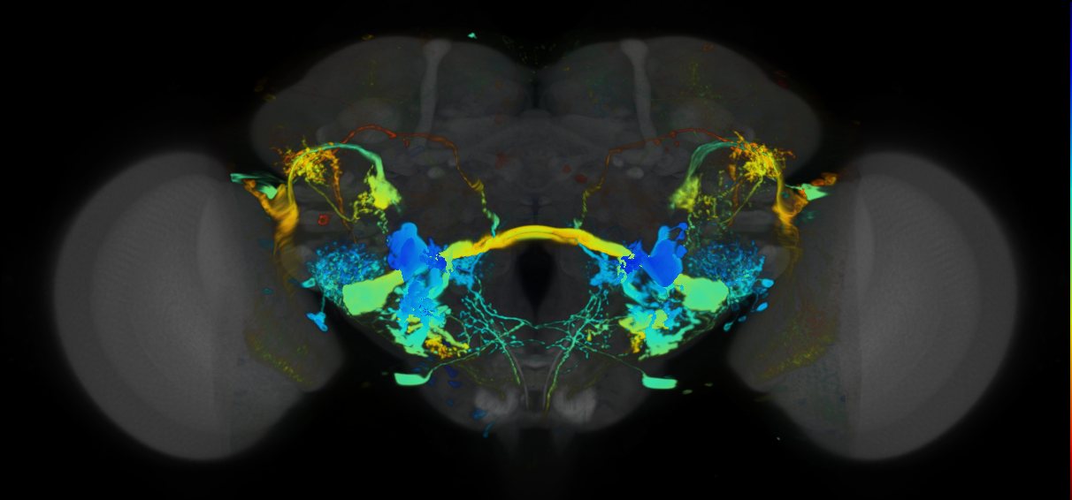 P{VT017645-GAL4} expression pattern