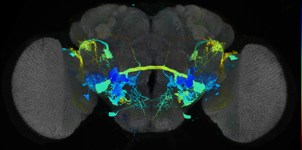 P{VT017645-GAL4} expression pattern