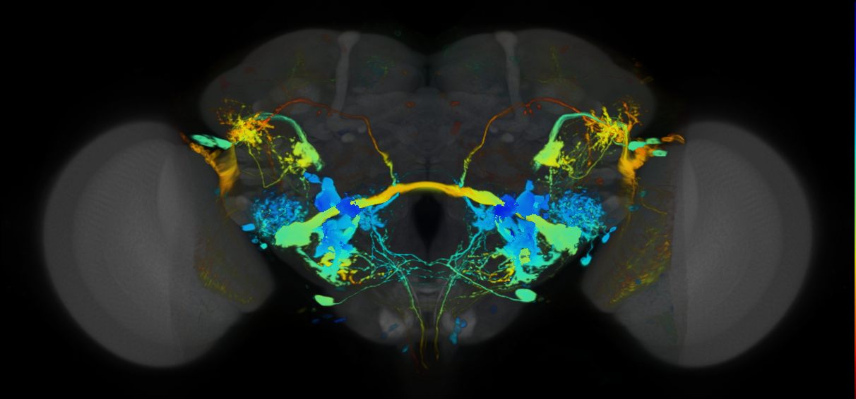 P{VT017645-GAL4} expression pattern