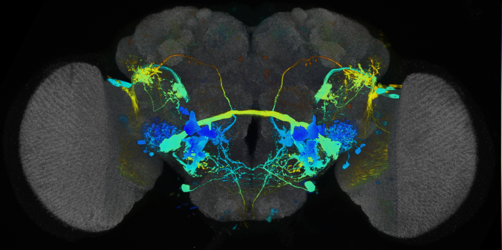 P{VT017645-GAL4} expression pattern