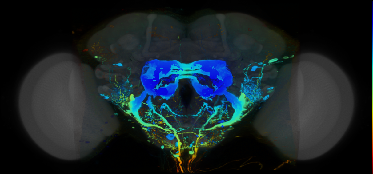 P{VT017657-GAL4} expression pattern