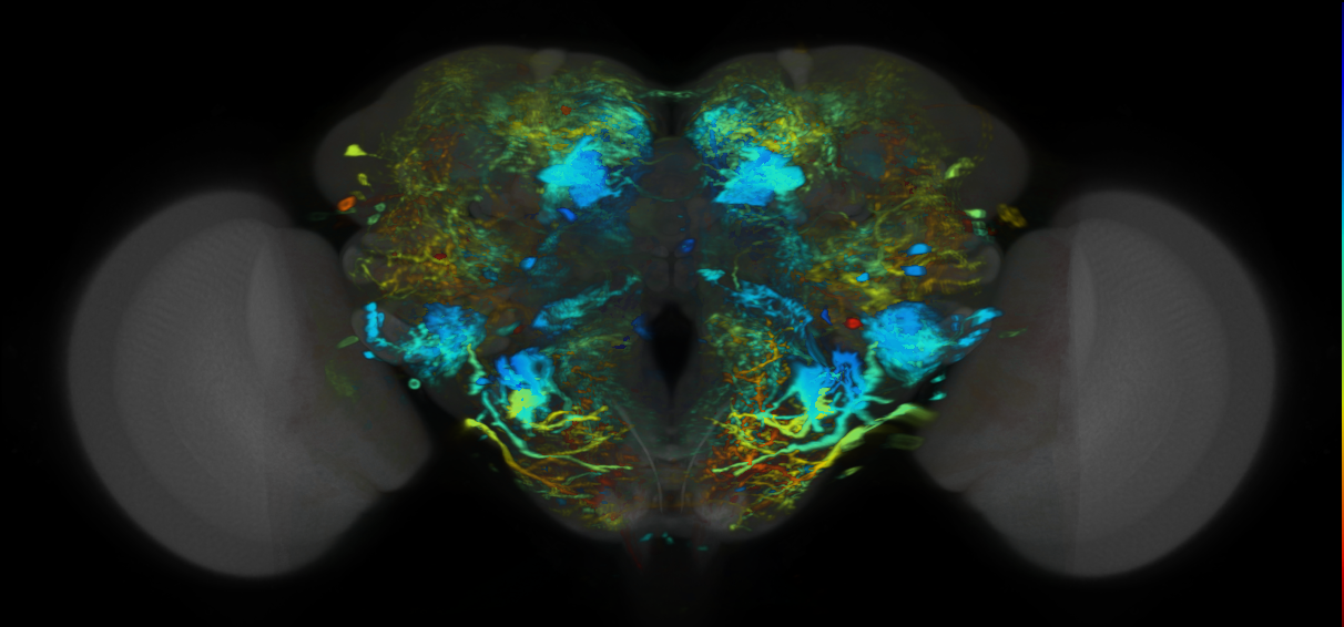 P{VT017694-GAL4} expression pattern