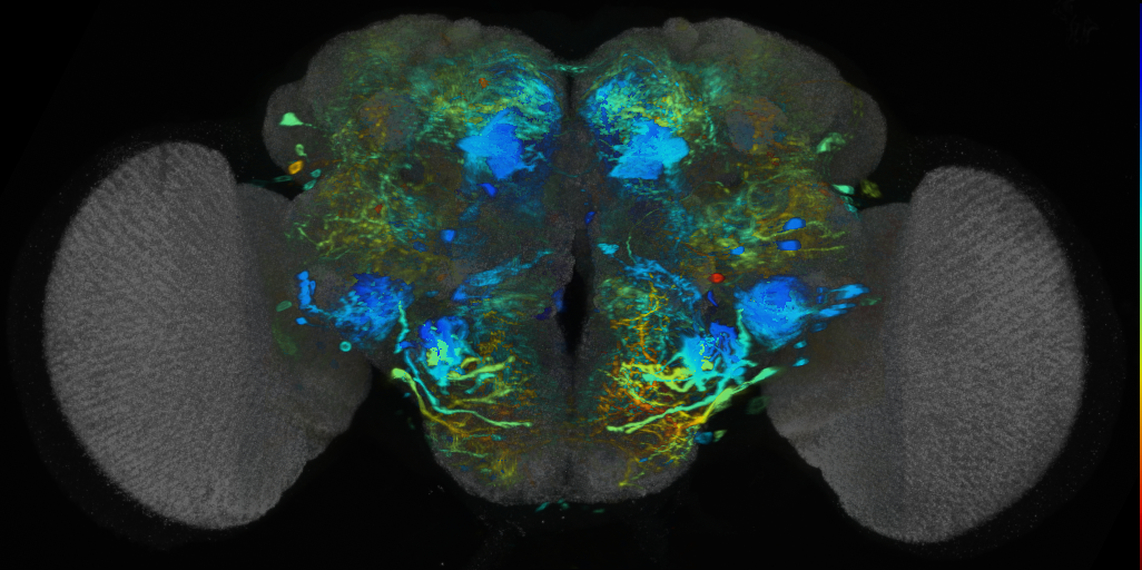 P{VT017694-GAL4} expression pattern