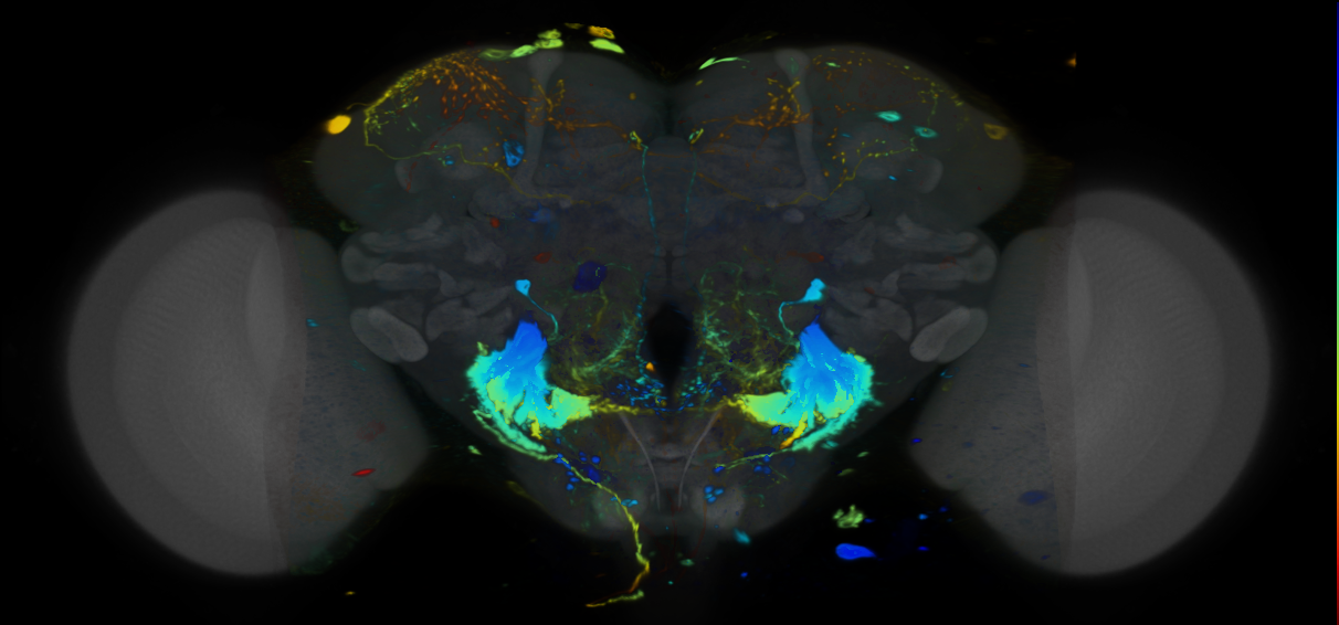 P{VT017745-GAL4} expression pattern
