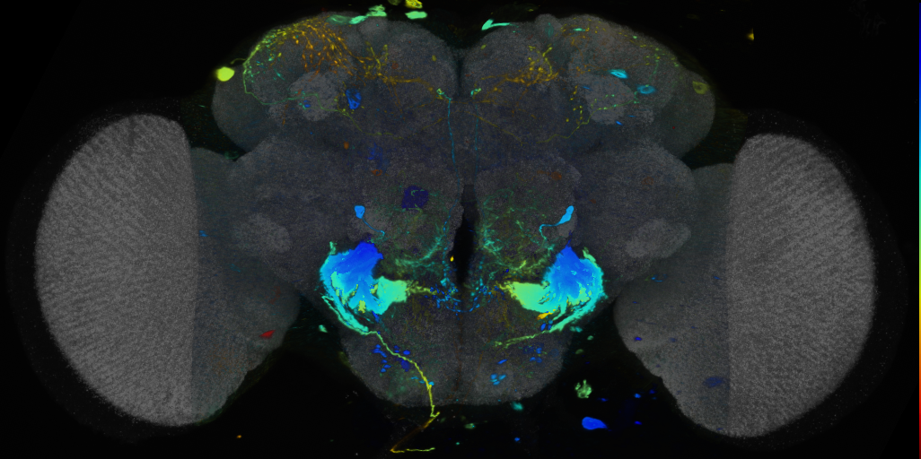 P{VT017745-GAL4} expression pattern